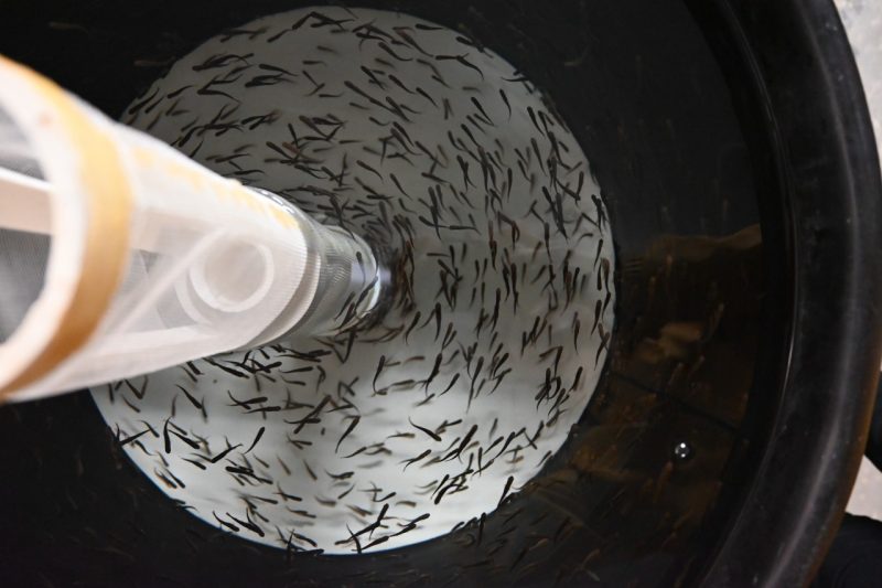 A tank holds fish and water being circulated through a recirculating aquaculture system