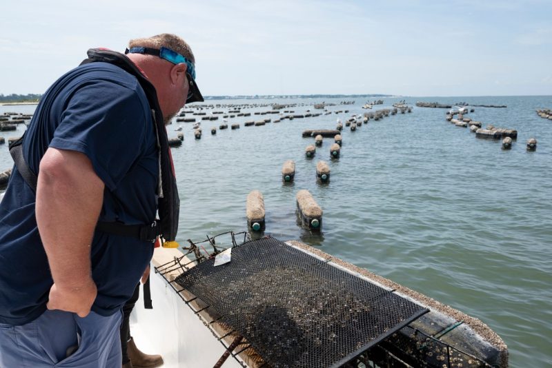 A farmer checks the grow-out mesh bag from a floating oyster cage in an example of an "off-bottom" growing method.  Photo by Keri Rouse - VT VSAREC