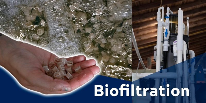 Hand holding plastic bead growth media, media bubbling in biofilter water