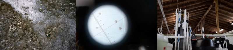 biofilter components including growth media, oyster larvae through microscope, and biofilter tanks.
