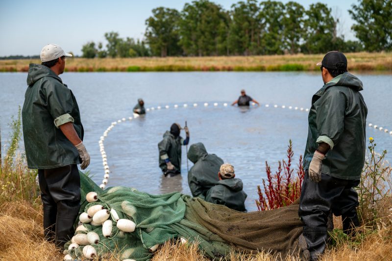 Researchers receive $1 million federal grant to tackle economic and marketing gaps in U.S. aquaculture industry