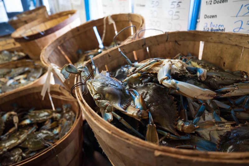 Virginia blue crabs for sale at seafood market. Photo by Keri Rouse - VT VSAREC