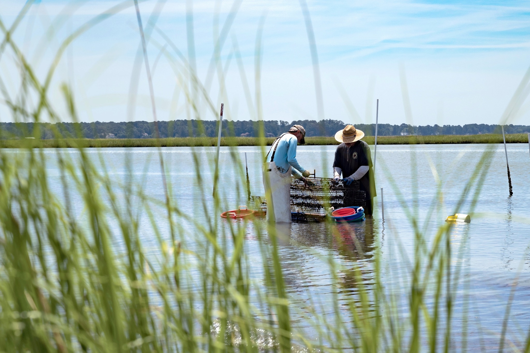 Researchers wading in a body of water
