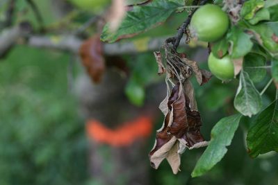 wilted leaves on a tree branch