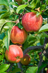 Tree Fruit