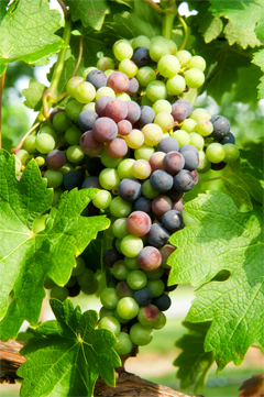 Grapes