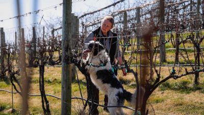 Sally Dickinson and her trained detection dog, Flint, search the vineyard at the Alson H. Smtih Jr. Agricultural Research and Extension Center for spotted lantern fly egg masses.