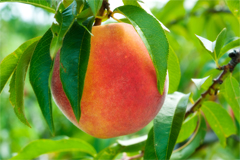 Tree Fruit