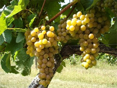 Traminette clusters at the AHS AREC, Winchester, VA