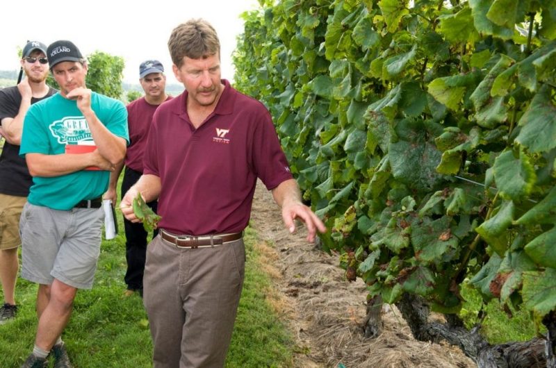 Tony Wolf talking about grape vines