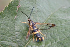 Dogwood Borer in Eastern Apple Orchards Dogwood Borer in Eastern Apple Orchards