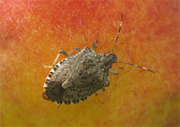 Brown Marmorated Stink Bug