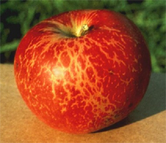 Apple powdery mildew