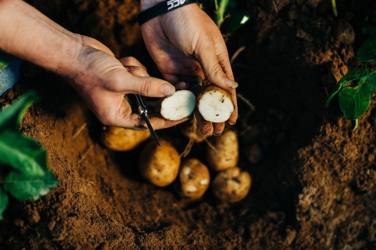 potatoes cut open