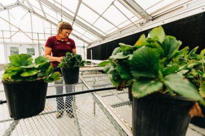 plants in greenhouse