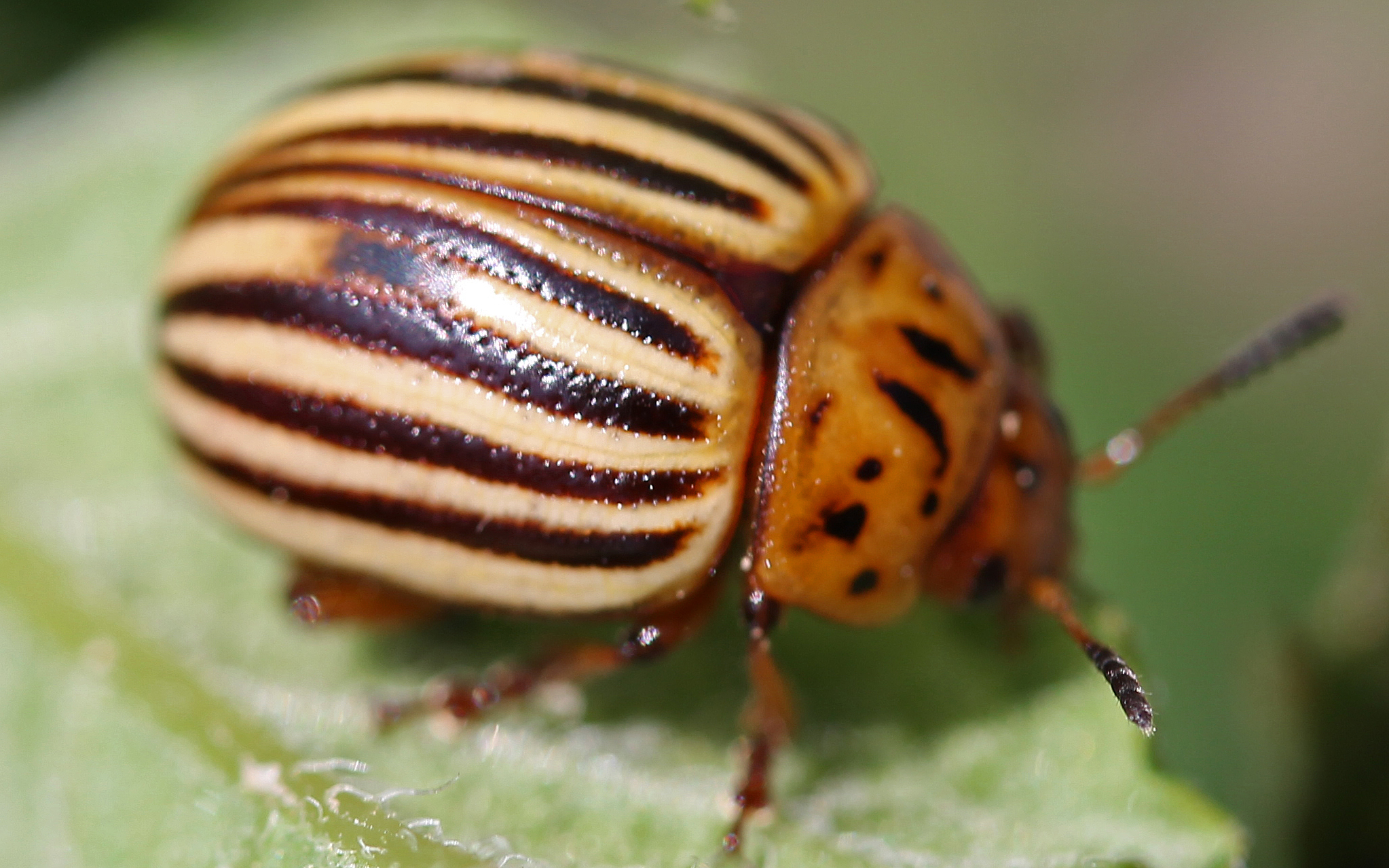 Potato Bug Habitat at Georgia Challis blog