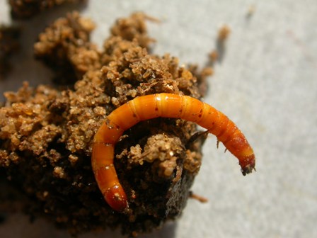 wireworm