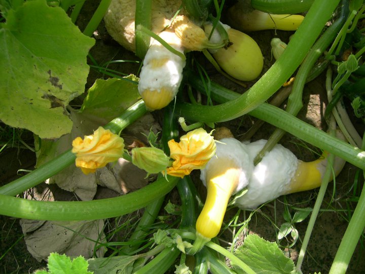 Pythium on yellow squash