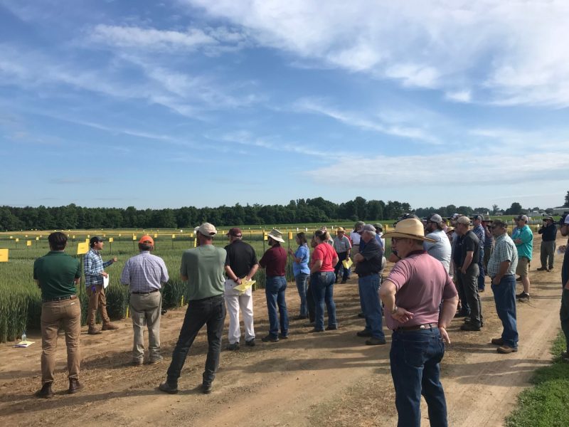 Small Grain Field Day