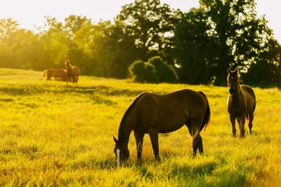 horses in field