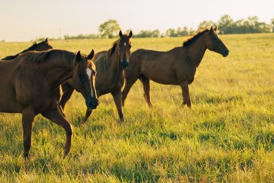 horses in field