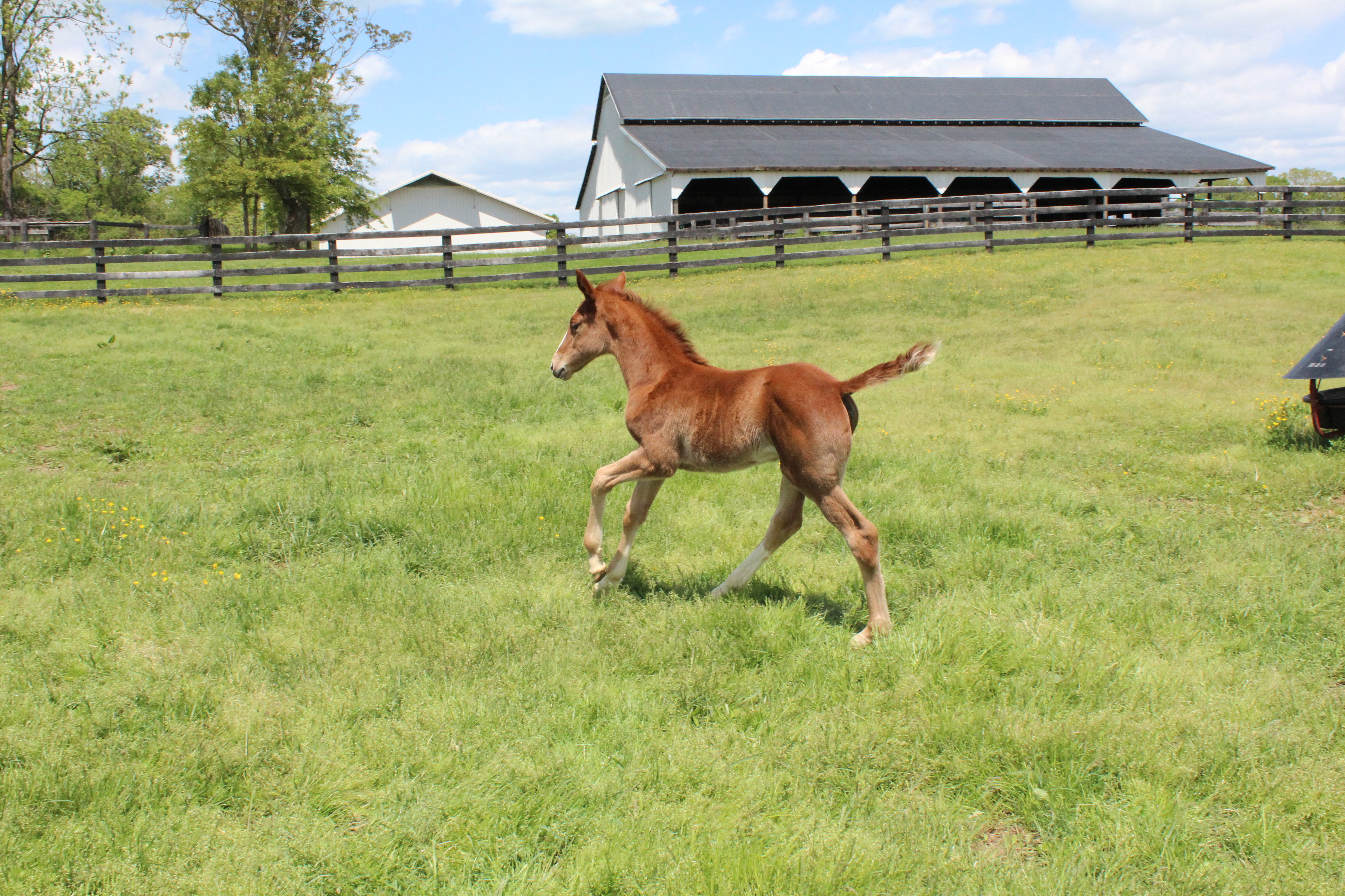 Foal running in a field