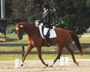 Dressage Sporthorse