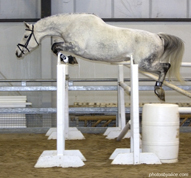 Jumping horse Sporthorse