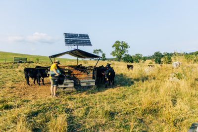 image of cattle at SVAREC