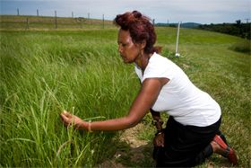 Research Pasture