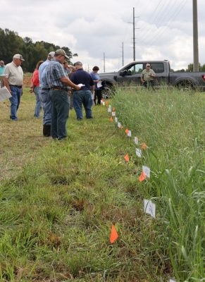 Orange and white flags line the edge of a field as field day attendees examine the trial plots.