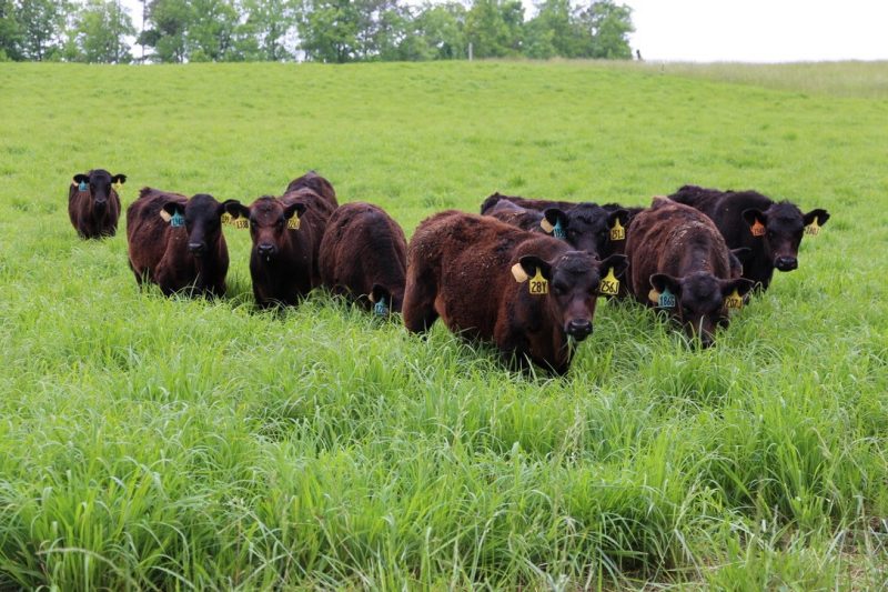 Cows grazing in field.