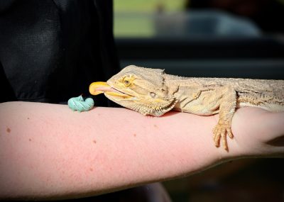 An iguana's tongue reaches out for a green worm