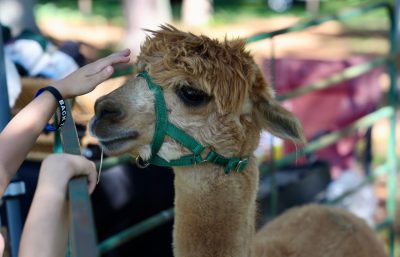A child's hand reaches out to pet a llama