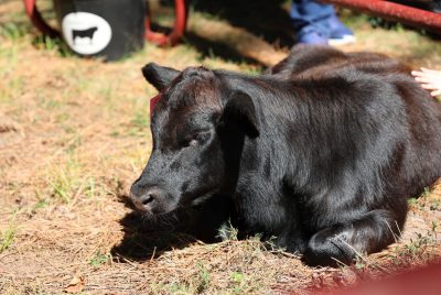 A small black calf rests in the sunshine