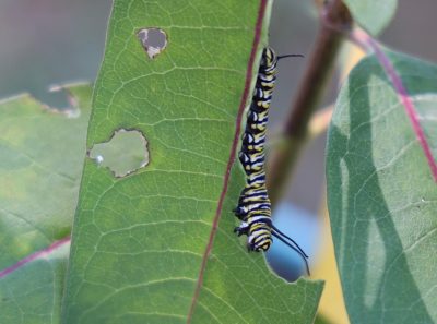 A monarch caterpillar munches on a green leaf