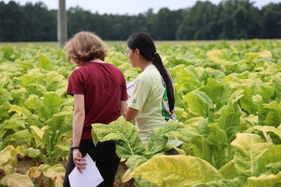 Two young women stand in a tobacco field