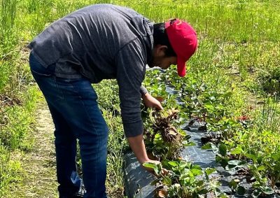 A young man wearing a red hat bends over a row of strawberry plants