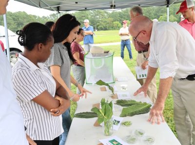Two women and a man lean over tobacco leaves displayed on a white table