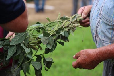 soybean plant with pods visible