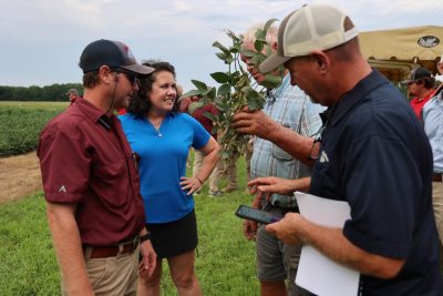 Four people discuss a soybean plant during a field day