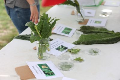 Tobacco leaves displayed on a white table