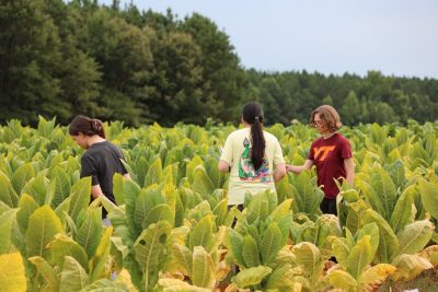 three women walk through a tobacco field