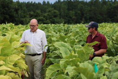 Two men move through a field of tobacco plants