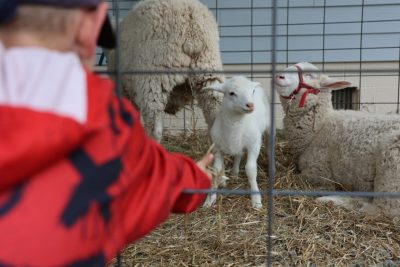 2 week old lamb eyes boy with hay in hand