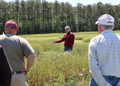 A man in a wheat field talks to attendees at the Barley Yellow Dwarf Virus Field Day