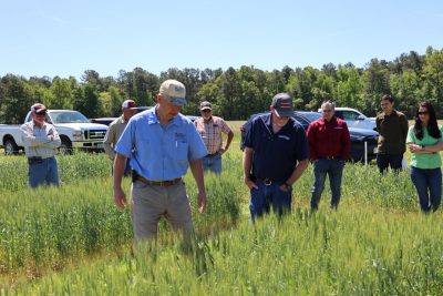 Field Day attendees walk through a wheat field 