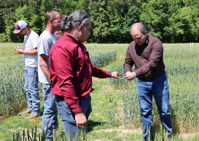 Two men hold and discuss a leaf from a wheat plant.