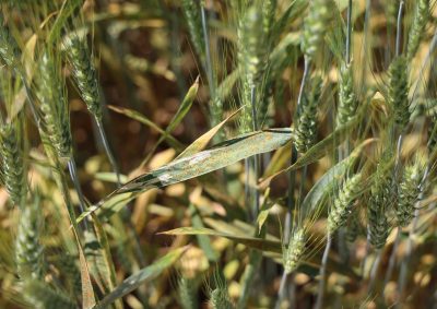 A close up of a wheat plant with rust evident on the leaves.