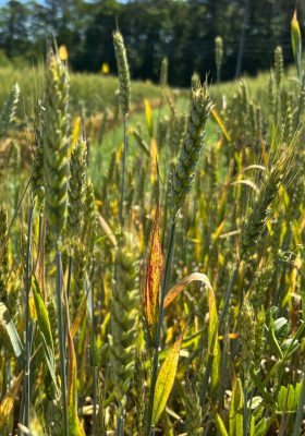 A close up of a wheat plant with rust evident on the leaves.